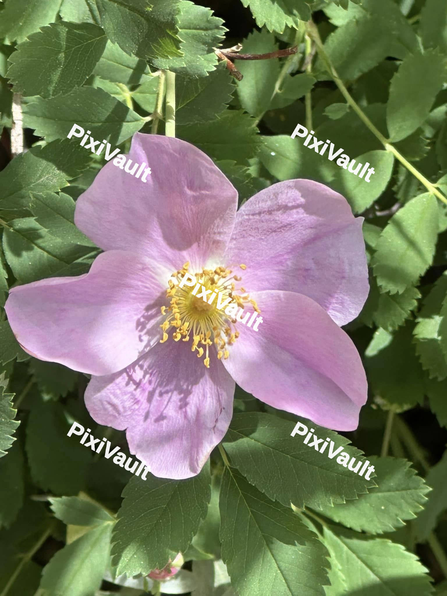 Nootka Rose
